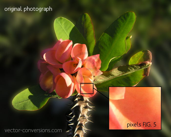 Photograph for vector conversion