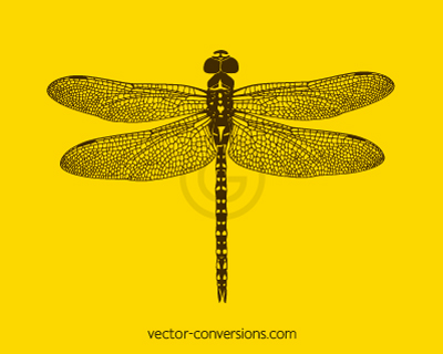 Vector drawing of a dragonfly