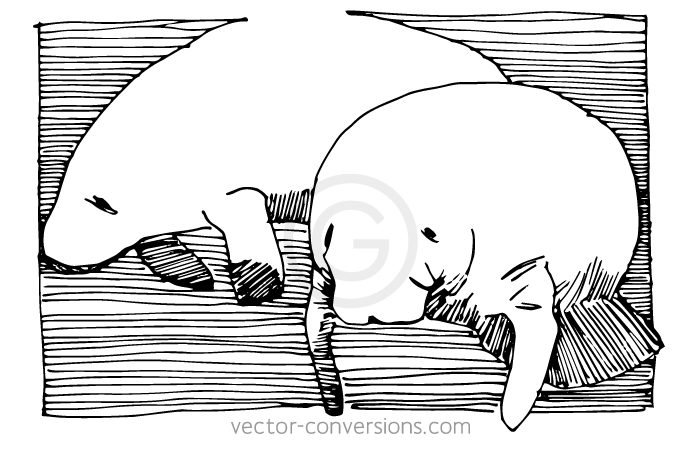 Vector Line Drawing of a Florida Manatee