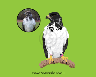 Vector drawing of Taima the Seahawks live mascot for specialty promo items