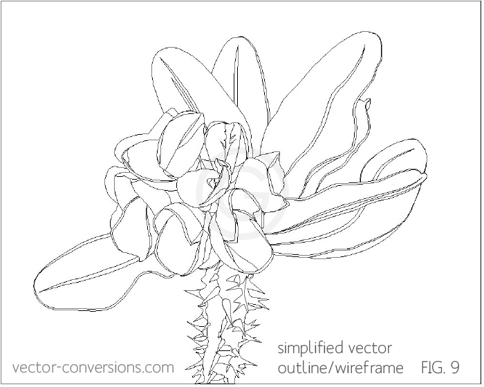 Vector conversion of a photograph